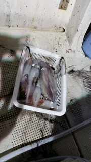 オーシャンズ 釣果 投稿