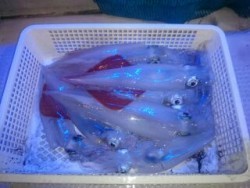 芳美丸 釣果 投稿