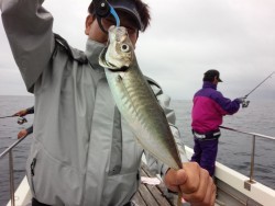 MATSUSHIMA SEANET 釣果 投稿