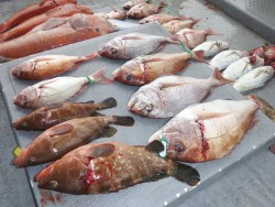 タイラバ船の海豚 釣果