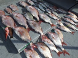 タイラバ船の海豚 釣果