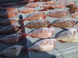 タイラバ船の海豚 釣果