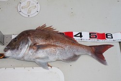 松本釣船２ 釣果