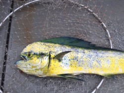 ゲームフィッシング バレントン 釣果