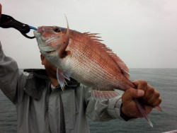 MATSUSHIMA SEANET 釣果
