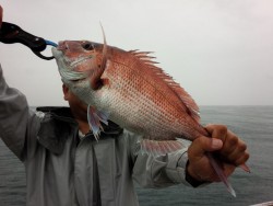 MATSUSHIMA SEANET 釣果