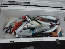 エヌテックマリン 釣果