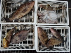 エヌテックマリン 釣果