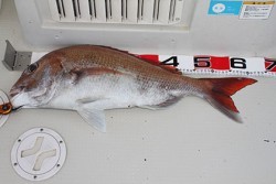 松本釣船２ 釣果