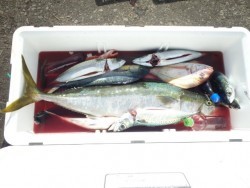 エヌテックマリン 釣果