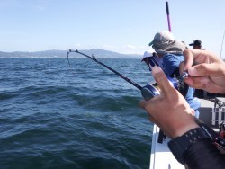 タイラバ船の海豚 釣果