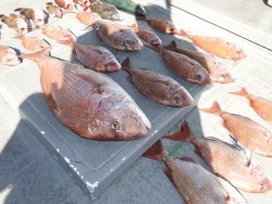 タイラバ船の海豚 釣果