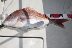 松本釣船２ 釣果