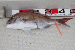 松本釣船２ 釣果