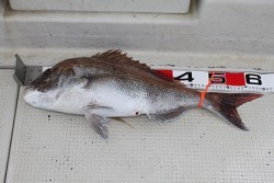 松本釣船２ 釣果