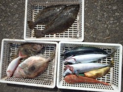 エヌテックマリン 釣果