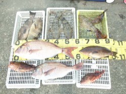 エヌテックマリン レンタルボートの釣果