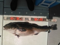 海坊主Ｖ 釣果 投稿