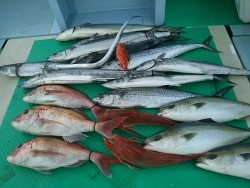 力尚丸 釣果 投稿