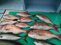 力尚丸 釣果 投稿