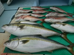 力尚丸 釣果 投稿