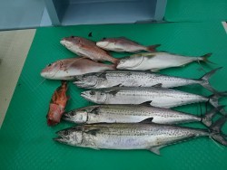 力尚丸 釣果 投稿