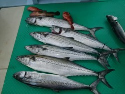 力尚丸 釣果 投稿