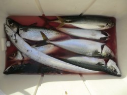 ＢＩＧ－ＯＮＥ 釣果