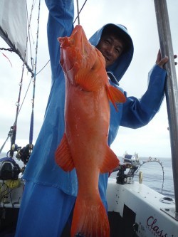 オーシャンパイオニア 釣果