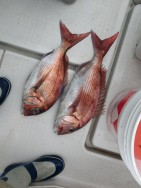 イーグルⅡ世号 釣果