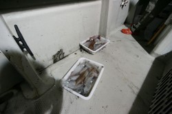 オーシャンズ　シロイカ好釣！