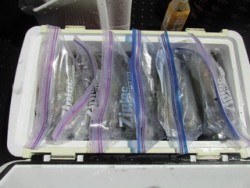 ジギング船 BLUEWATER 釣果