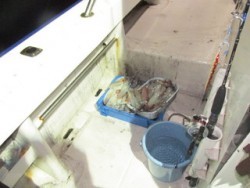 ジギング船 BLUEWATER 釣果