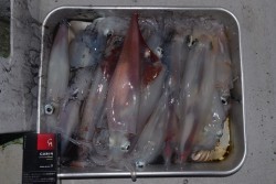 ALBATROSS 釣果 投稿