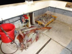 遊漁船　新北斗丸 釣果 投稿