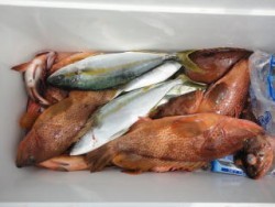 遊漁船　新北斗丸 釣果 投稿