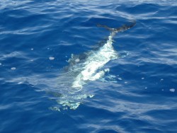 ローカルフィッシング 西表 マリンボックス 釣果