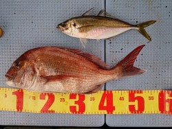 第二常豊丸 釣果 投稿