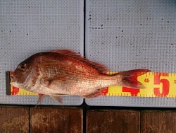 第二常豊丸 釣果 投稿