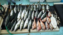 第五 八千代丸 釣果 投稿