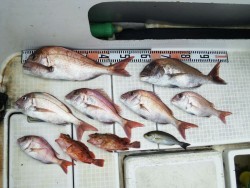 さぶろう丸 釣果 投稿