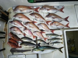 さぶろう丸 釣果 投稿