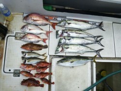 さぶろう丸 釣果 投稿