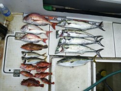 さぶろう丸 釣果 投稿