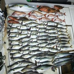 さぶろう丸 釣果 投稿