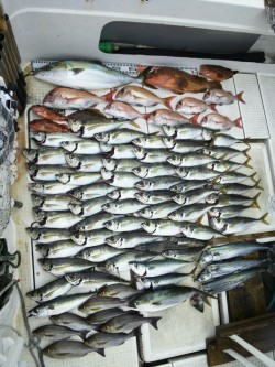 さぶろう丸 釣果 投稿