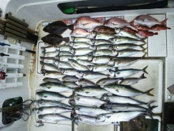 さぶろう丸 釣果 投稿