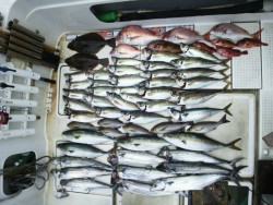 さぶろう丸 釣果 投稿