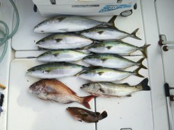 さぶろう丸 釣果