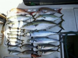 さぶろう丸 釣果